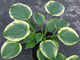miniature A Many Splendored Thing