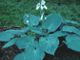 miniature Blue Betty Lou