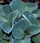 miniature Blue Mouse Ears