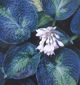 miniature Blue Shadows