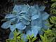 miniature Fragrant Blue