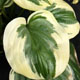 miniature Fragrant Queen