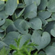 miniature Hadspen Blue