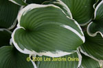 ligularia hybride