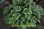 ligularia hybride