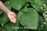 ligularia hybride