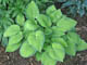 miniature Inniswood