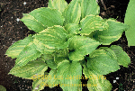 ligularia hybride