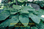 ligularia hybride