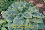 ligularia hybride