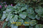 ligularia hybride