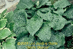 ligularia hybride