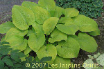 ligularia hybride