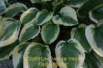 ligularia hybride