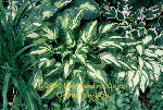 ligularia hybride