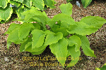 ligularia hybride