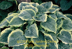 ligularia hybride