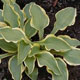 miniature Opipara