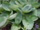 miniature Sea Lotus Leaf