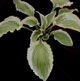 miniature Tropical Dancer