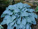 miniature Winfield Blue