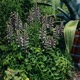 miniature Acanthus Hunungricus