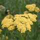 miniature Achillea Credo 