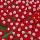 miniature Achillea Laura