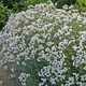 miniature Achillea the pearl 