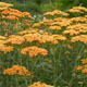 miniature Achillea Tri-colour 