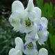 miniature Aconitum Eleonara