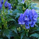 miniature Aconitum Royal Flush 