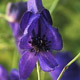 miniature Aconitum Spark's Variety 