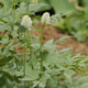 Photo miniature Actea Misty Blue