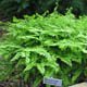 Photo miniature Adiantum