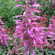 miniature Agastache Grape Nectar