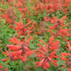 miniature Agastache Orange Nectar