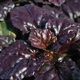 miniature Ajuga Black Scallop
