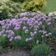 miniature Allium Blue Eddy