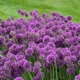 miniature Allium Lavender Bubbles
