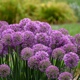 miniature Allium Serendipity