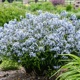 miniature Amsonia Storm Cloud