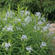 miniature Amsonia