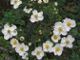 miniature Anemone Andrea Atkinson