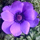 miniature Anemone Harmony Series Blue