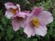 miniature Anemone Robustissima