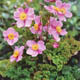 miniature Anemone Crispa