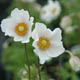 miniature Anemone syl. Macrantha