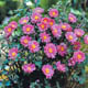 miniature Anemone Pamina