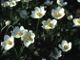 miniature Anemone sylvestris